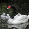 It's A Winged Animal Week Miracle! 3 Black-Necked Swans Born At Bronx Zoo